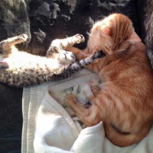 Kater Cooper mit großem Katzenkumpel / © 2015 Arche KaNaum (DN) Kater Cooper mit großem Katzenkumpel / © 2015 Arche KaNaum (DN)