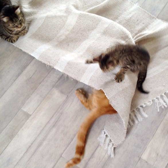 Kater Cooper mit großen Katzenfreunden / © 2015 Arche KaNaum (DN) Kater Cooper mit großen Katzenfreunden / © 2015 Arche KaNaum (DN)