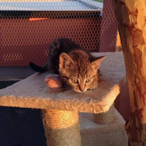 Kater Cooper / © 2015 Arche KaNaum (DN) Kater Cooper / © 2015 Arche KaNaum (DN)