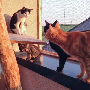 Kater Cooper mit großen Katzenfreunden / © 2015 Arche KaNaum (DN) Kater Cooper mit großen Katzenfreunden / © 2015 Arche KaNaum (DN)