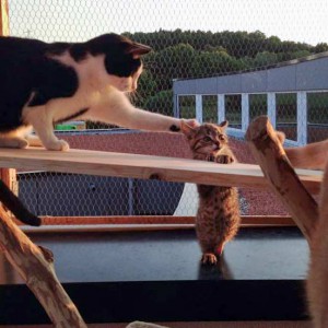 Kater Cooper mit großer Katzenfreundin / © 2015 Arche KaNaum (DN) Kater Cooper mit großer Katzenfreundin / © 2015 Arche KaNaum (DN)