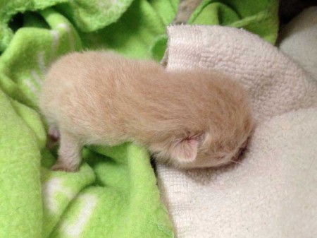 Katerchen Emilio kurz nach seiner Geburt / © 2015 Arche KaNaum (DN)