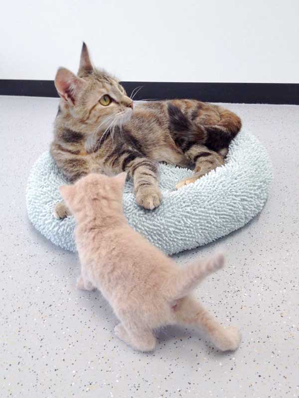 Mama Cora und Baby Emilio / © 2015 Arche KaNaum (DN)