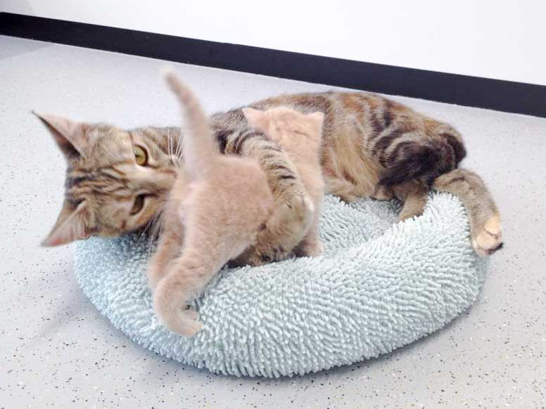 Mama Cora und Baby Emilio / © 2015 Arche KaNaum (DN)