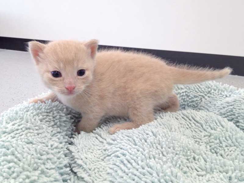 Katerchen Emilio mit gut 3 Wochen / © 2015 Arche KaNaum (DN)