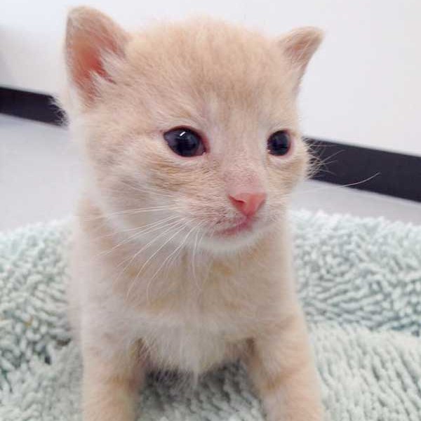 Katerchen Emilio mit gut 3 Wochen / © 2015 Arche KaNaum (DN)