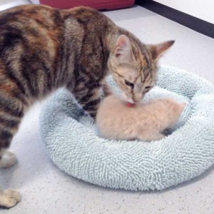 Mama Cora und Baby Emilio / © 2015 Arche KaNaum (DN)