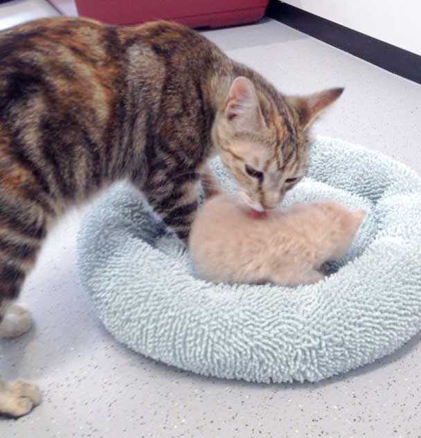 Mama Cora und Baby Emilio / © 2015 Arche KaNaum (DN)