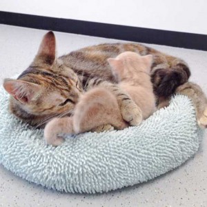 Mama Cora und Baby Emilio / © 2015 Arche KaNaum (DN)