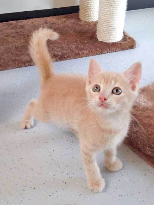 Kater Emilio / © 2015 Arche KaNaum (DN)