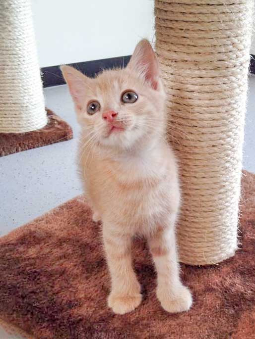 Kater Emilio / © 2015 Arche KaNaum (DN)