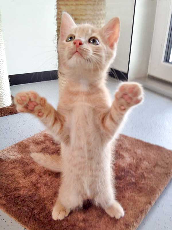 Kater Emilio / © 2015 Arche KaNaum (DN)