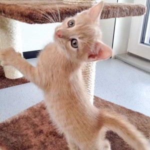 Kater Emilio / © 2015 Arche KaNaum (DN)