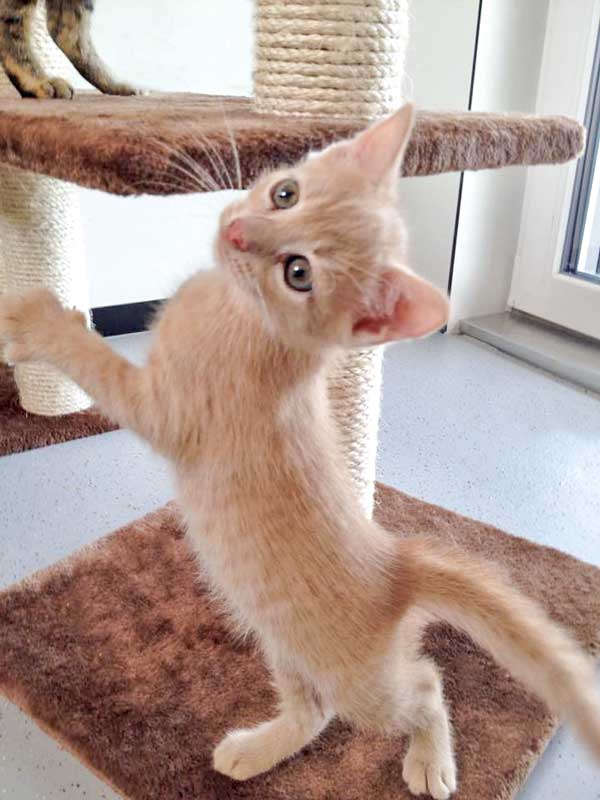 Kater Emilio / © 2015 Arche KaNaum (DN)