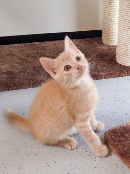 Kater Emilio / © 2015 Arche KaNaum (DN)