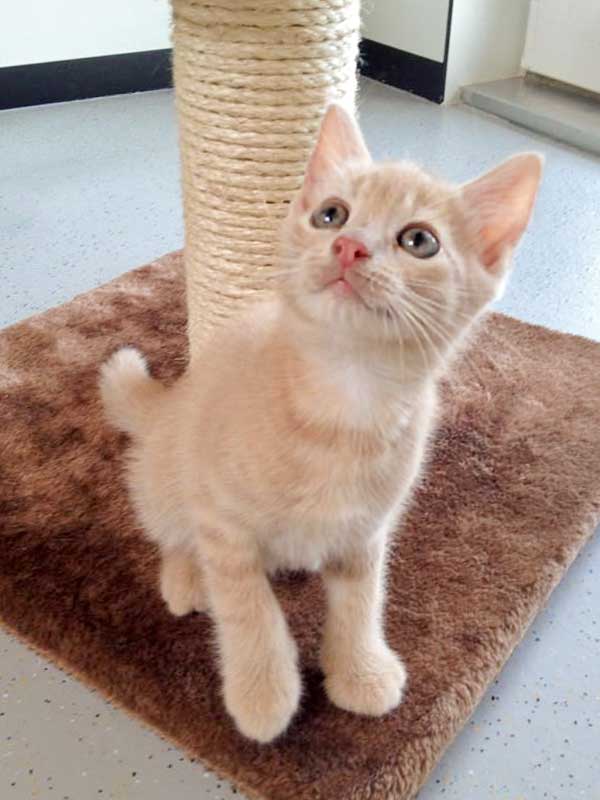 Kater Emilio / © 2015 Arche KaNaum (DN)