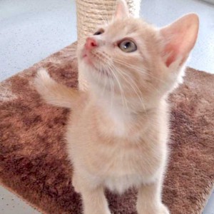 Kater Emilio / © 2015 Arche KaNaum (DN)