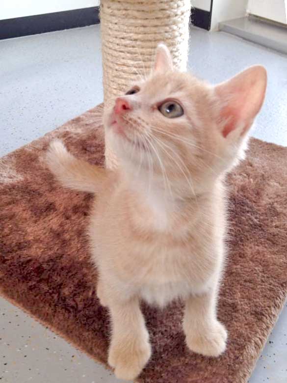 Kater Emilio / © 2015 Arche KaNaum (DN)