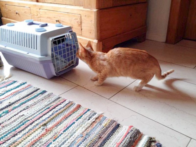 Kater Charlie wird im neuen Zuhause begrüßt / © 2015 Privat