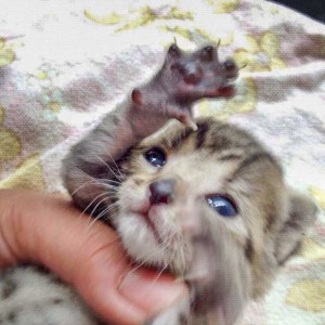 Kater Carlson / © 2015 Arche KaNaum (DN)