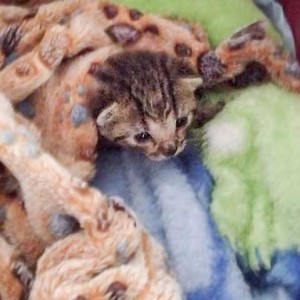 Kater Carlson / © 2015 Arche KaNaum (DN)