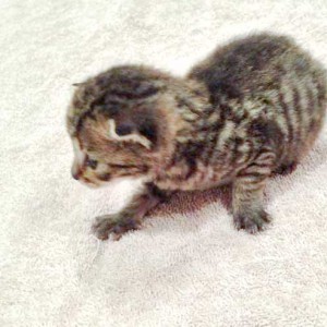 Kater Carlson / © 2015 Arche KaNaum (DN)