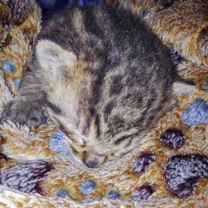 Kater Carlson / © 2015 Arche KaNaum (DN)