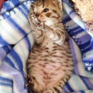 Kater Carlson / © 2015 Arche KaNaum (DN)