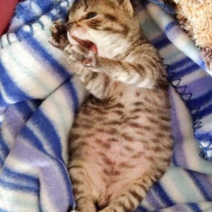 Kater Carlson / © 2015 Arche KaNaum (DN)