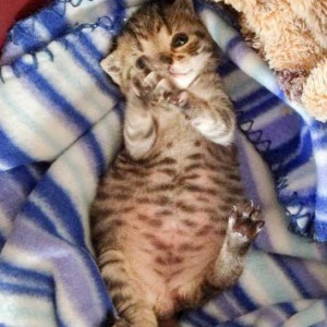 Kater Carlson / © 2015 Arche KaNaum (DN)