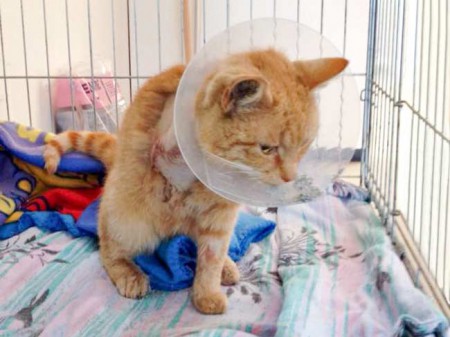 Kater Karlchen / © 2015 Arche KaNaum (DN)