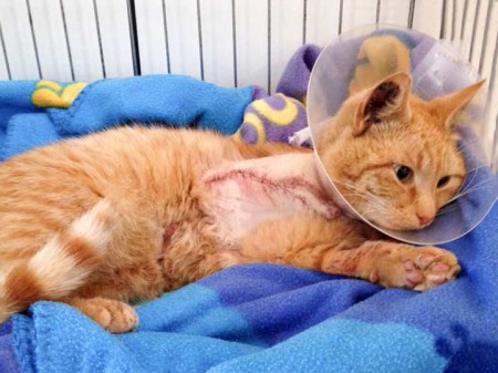 Kater Karlchen / © 2015 Arche KaNaum (DN)