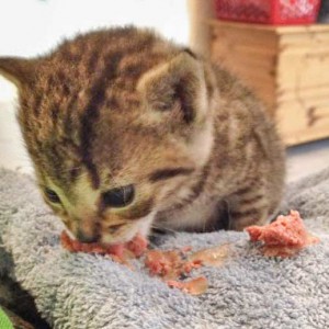 Kater Carlson / © 2015 Arche KaNaum (DN)