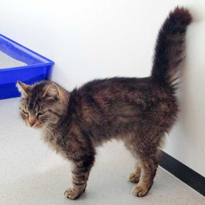 Kätzin Mika / © 2015 Arche KaNaum (DN)