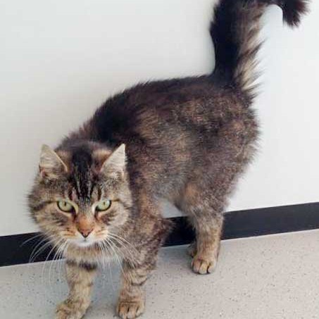 Kätzin Mika / © 2015 Arche KaNaum (DN)