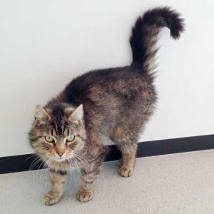 Kätzin Mika / © 2015 Arche KaNaum (DN)