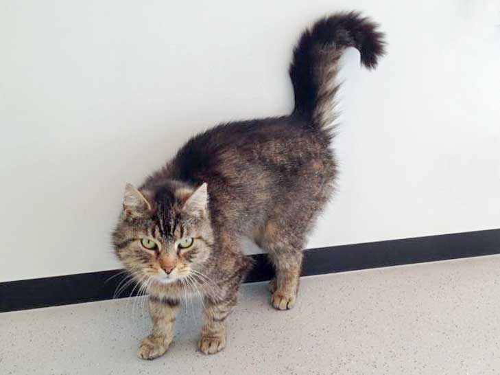 Kätzin Mika / © 2015 Arche KaNaum (DN)