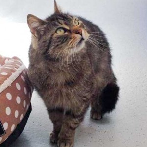 Kätzin Mika / © 2015 Arche KaNaum (DN)