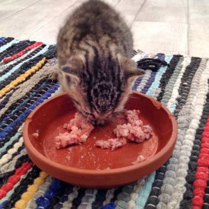 Kater Carlson / © 2015 Arche KaNaum (DN)