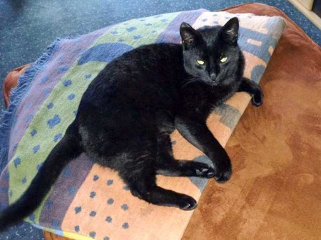 Vermisst: Kater Tommy / © 2015 Privat