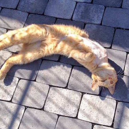 Kater Karlchen / © 2015 Arche KaNaum (DN) Kater Karlchen / © 2015 Arche KaNaum (DN)