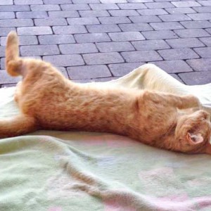 Kater Karlchen  /  © 2015 Arche KaNaum (DN) Kater Karlchen / © 2015 Arche KaNaum (DN)