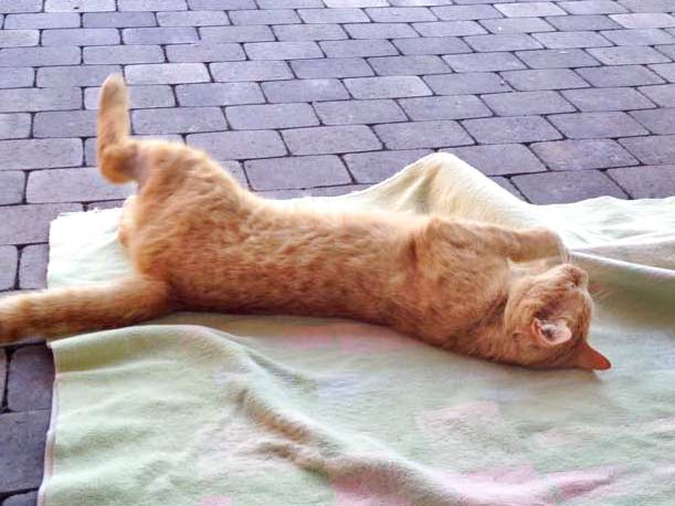 Kater Karlchen / © 2015 Arche KaNaum (DN)