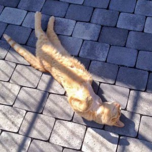 Kater Karlchen  /  © 2015 Arche KaNaum (DN) Kater Karlchen / © 2015 Arche KaNaum (DN)