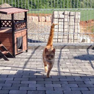 Kater Karlchen  /  © 2015 Arche KaNaum (DN) Kater Karlchen / © 2015 Arche KaNaum (DN)