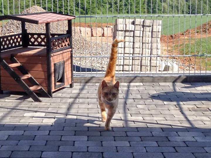 Kater Karlchen / © 2015 Arche KaNaum (DN)