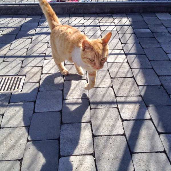 Kater Karlchen / © 2015 Arche KaNaum (DN) Kater Karlchen / © 2015 Arche KaNaum (DN)