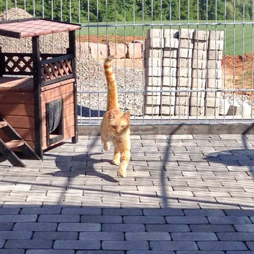 Kater Karlchen  /  © 2015 Arche KaNaum (DN) Kater Karlchen / © 2015 Arche KaNaum (DN)