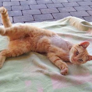 Kater Karlchen  /  © 2015 Arche KaNaum (DN) Kater Karlchen / © 2015 Arche KaNaum (DN)