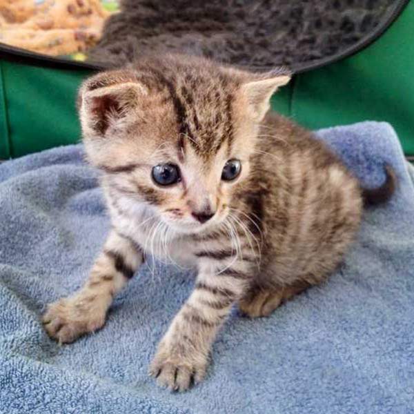 Katerchen Carlson / © 2015 Arche KaNaum (DN)